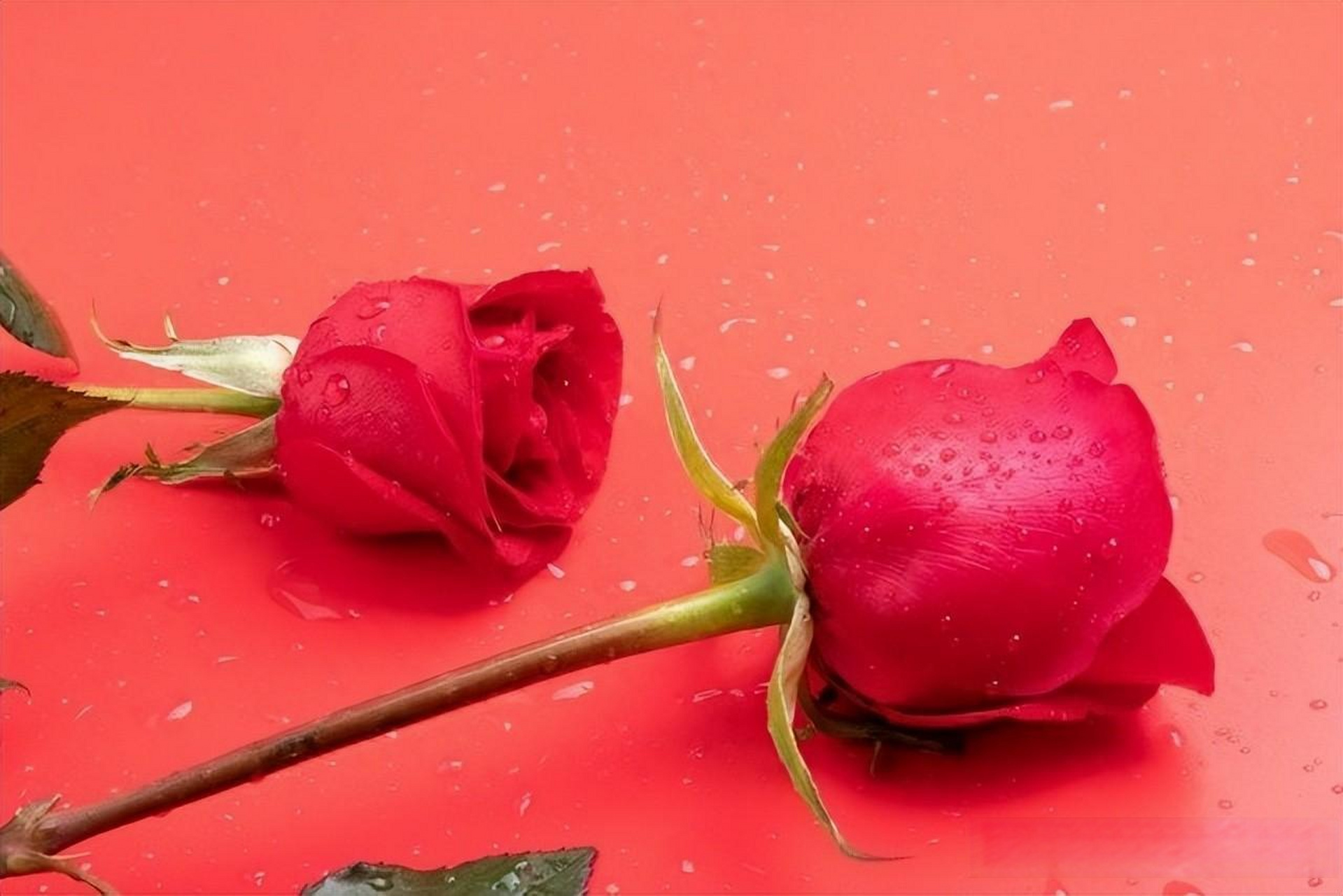 寒门在难出贵子(四)